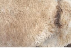 Photo Textures of Animals Skin